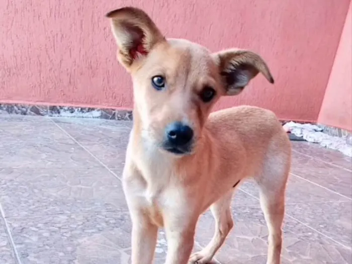 Cachorro ra a SRD  idade 2 a 6 meses nome Marley