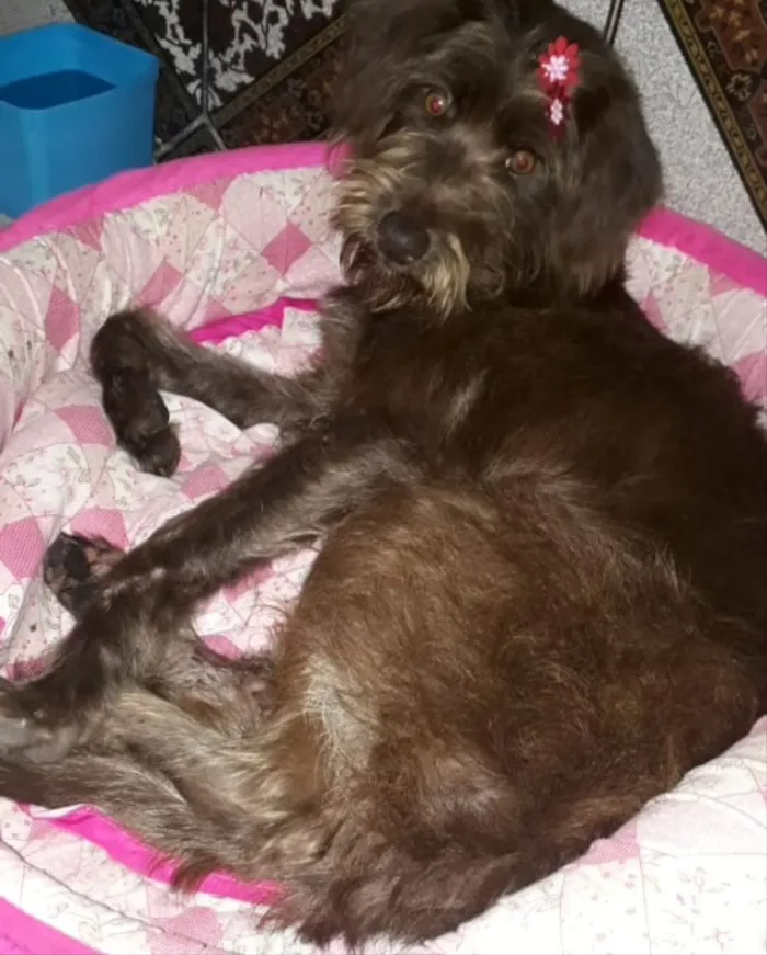 Cachorro ra a Mestiça  idade 1 ano nome Holly 