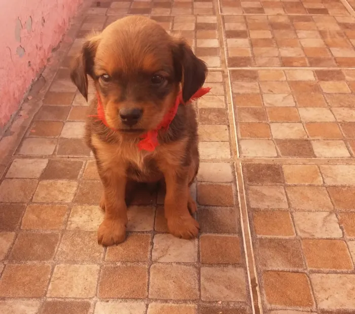 Cachorro ra a  idade Abaixo de 2 meses nome Não tem nome ainda.
