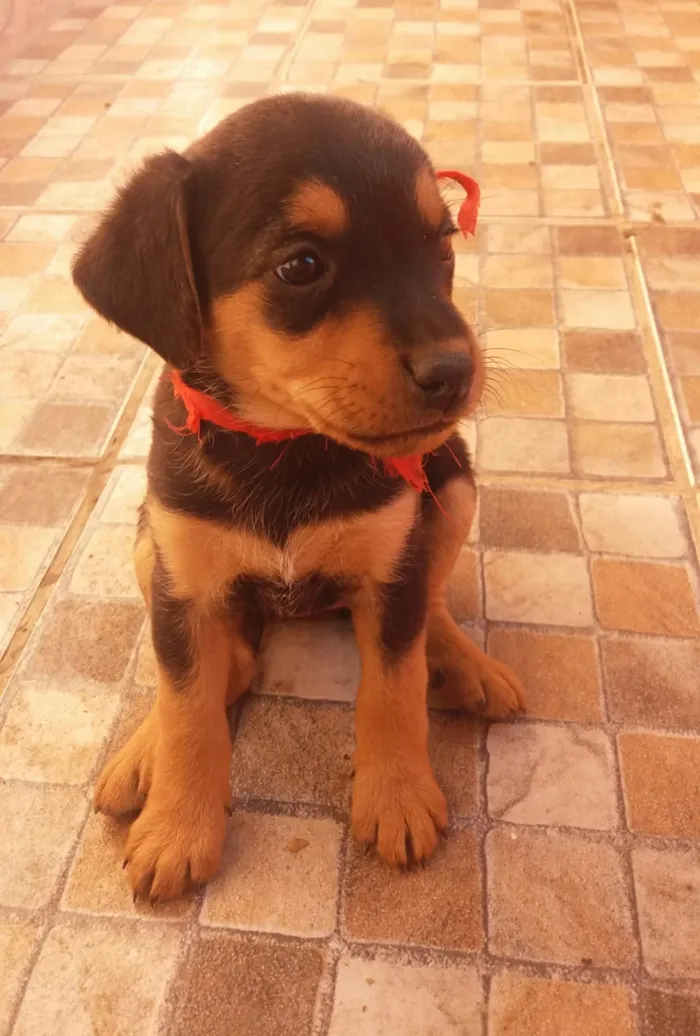 Cachorro ra a  idade Abaixo de 2 meses nome Não tem nome ainda.