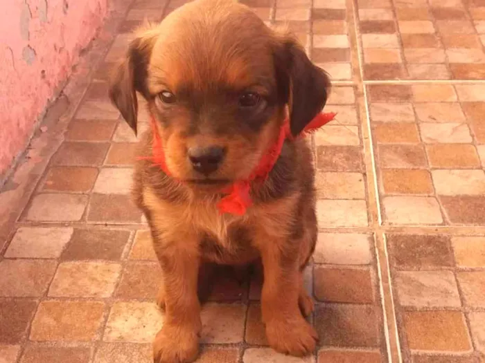 Cachorro ra a  idade Abaixo de 2 meses nome Não tem nome ainda.