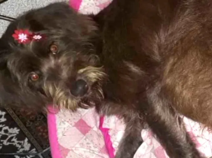 Cachorro ra a Mestiça  idade 1 ano nome Holly 