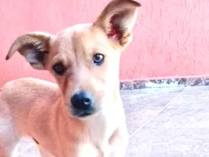 Cachorro raça SRD  idade 2 a 6 meses nome Marley