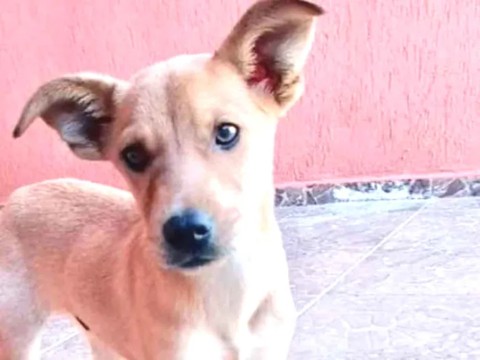 Cachorro ra a SRD  idade 2 a 6 meses nome Marley