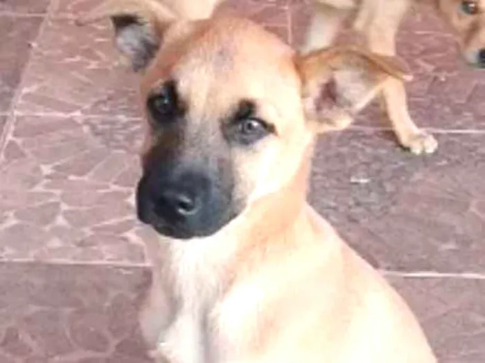 Cachorro ra a SRD idade 2 a 6 meses nome Bob