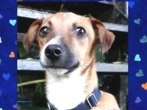 Cachorro raça srd idade 7 a 11 meses nome Guigo