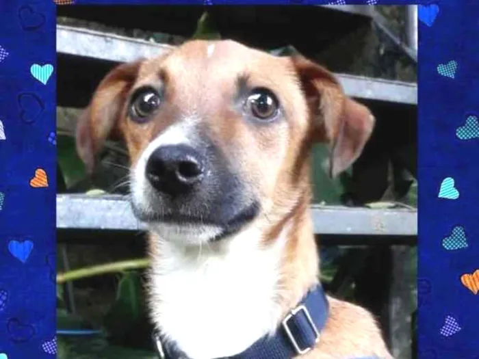 Cachorro ra a srd idade 7 a 11 meses nome Guigo