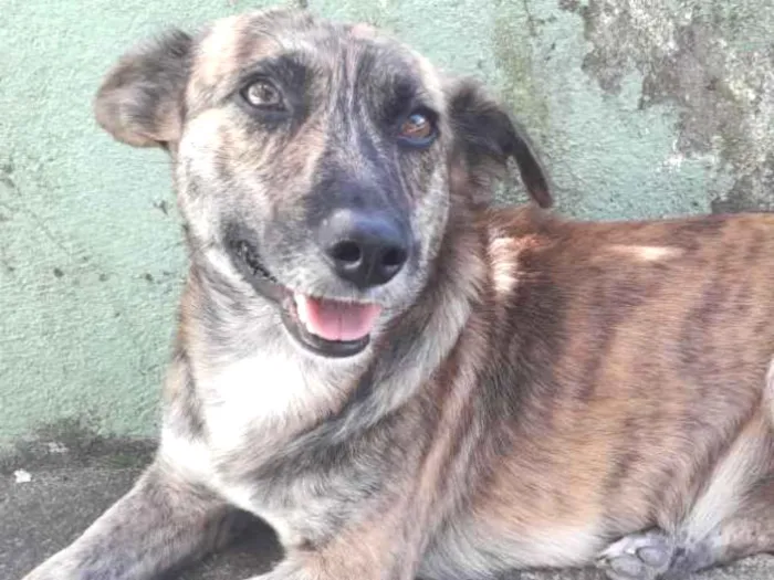 Cachorro ra a Sem raça definida  idade 2 anos nome Scott Vitório 