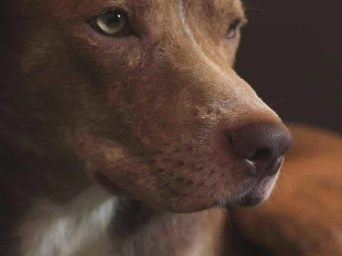 Cachorro ra a vira-lata com pitbull idade 1 ano nome Cuscuz