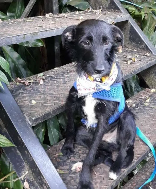 Cachorro ra a SRD idade 7 a 11 meses nome Serafim