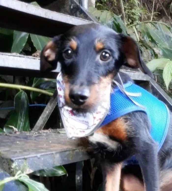 Cachorro ra a SRD idade 7 a 11 meses nome Zequinha