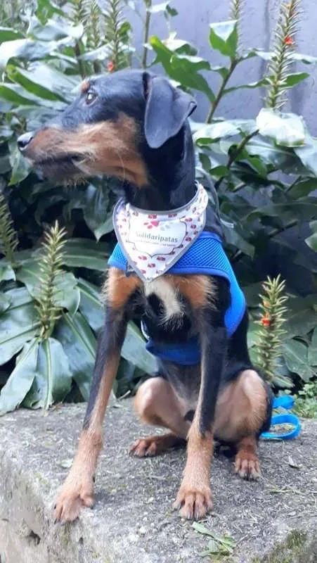 Cachorro ra a SRD idade 7 a 11 meses nome Zequinha
