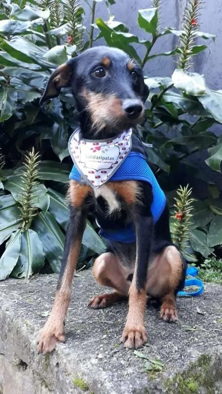 Cachorro ra a SRD idade 7 a 11 meses nome Zequinha