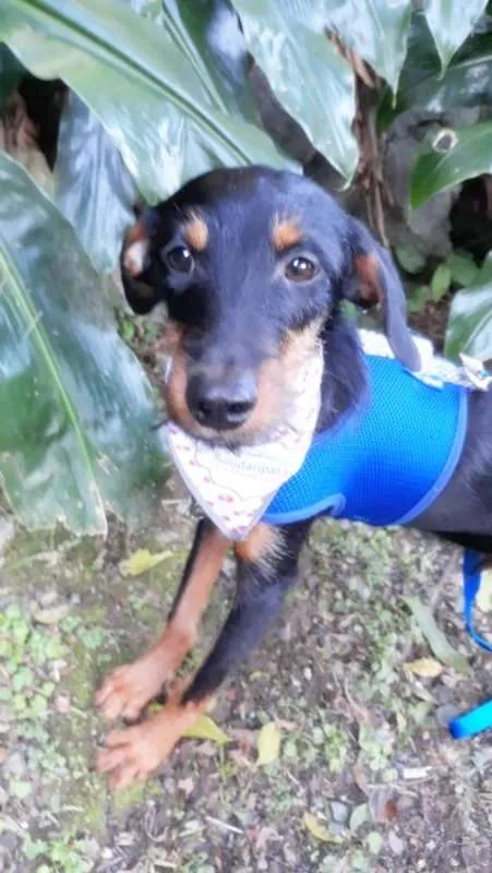 Cachorro ra a SRD idade 7 a 11 meses nome Zequinha