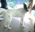 Jonas