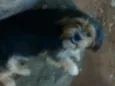 Boby