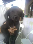 Filhotes Beti