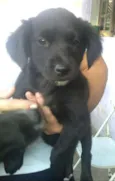 Filhotes Beti