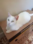 anja