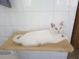 anja