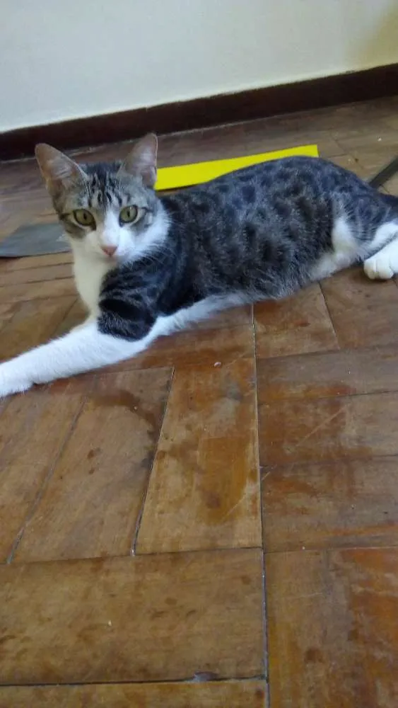 Gato ra a srd idade 7 a 11 meses nome rosita
