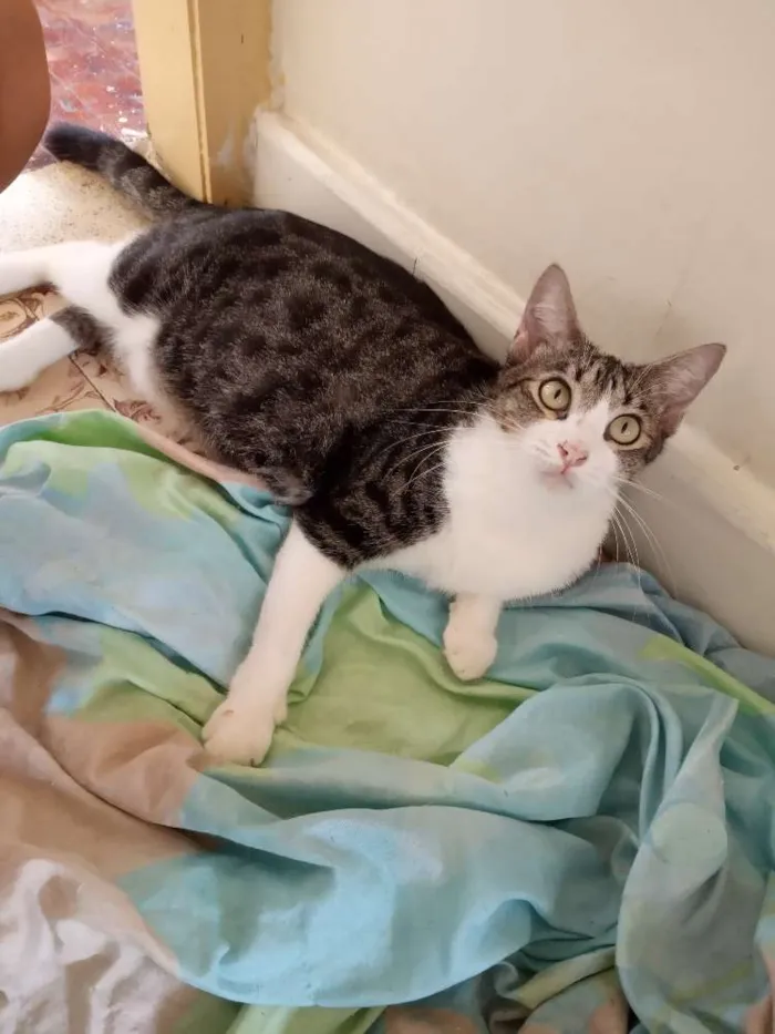 Gato ra a srd idade 7 a 11 meses nome rosita