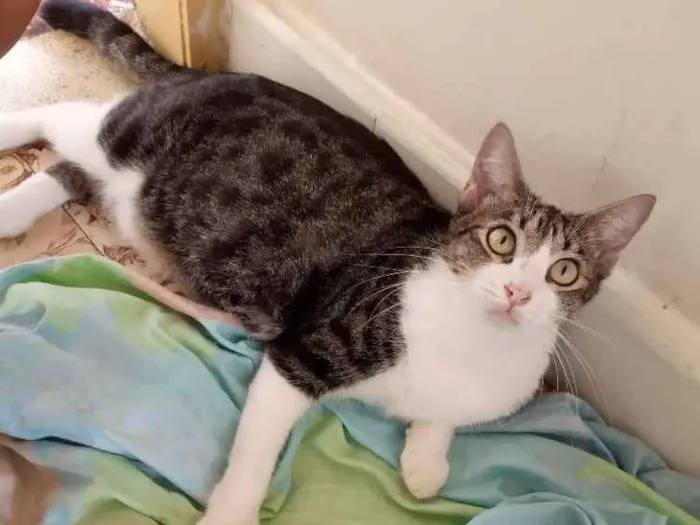 Gato ra a srd idade 7 a 11 meses nome rosita