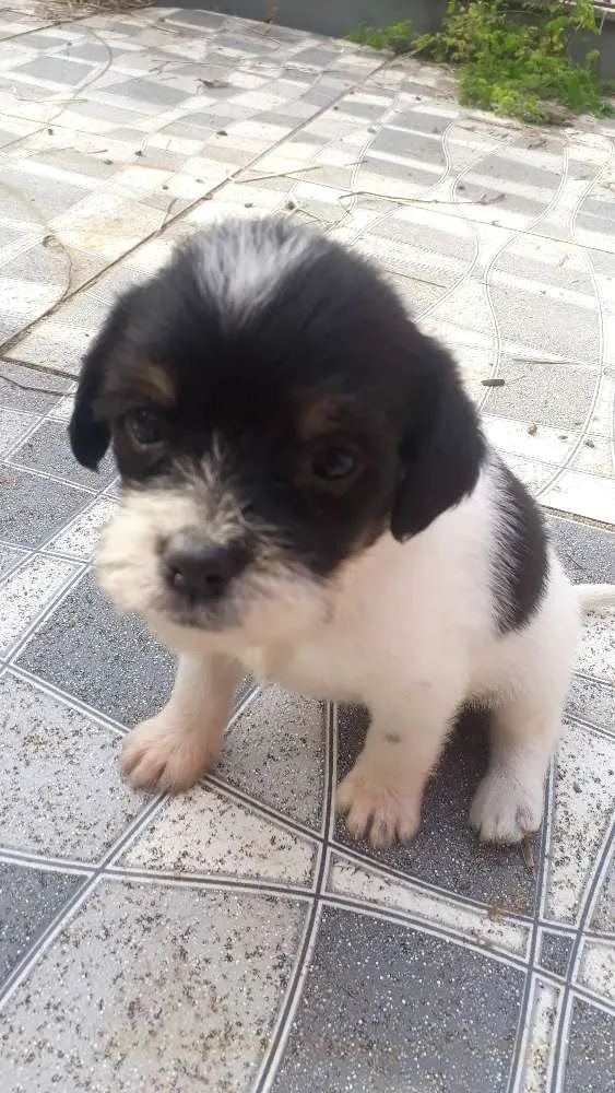 Cachorro ra a Mestiça idade Abaixo de 2 meses nome Não há nome's