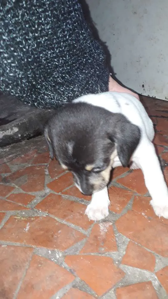 Cachorro ra a Mestiça idade Abaixo de 2 meses nome Não há nome's
