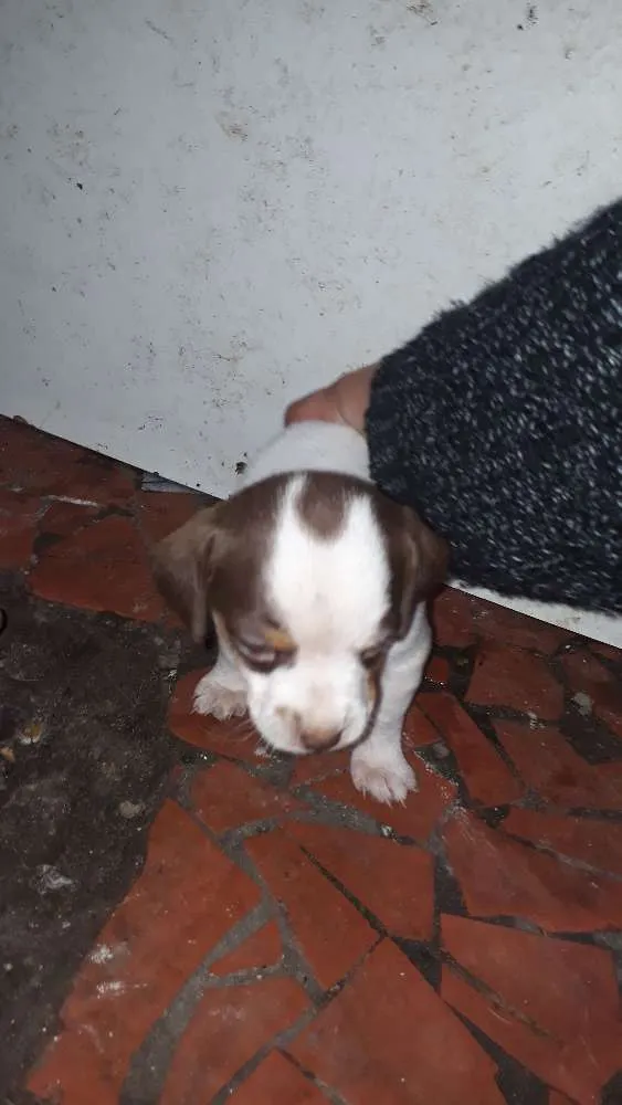 Cachorro ra a Mestiça idade Abaixo de 2 meses nome Não há nome's