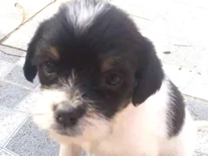Cachorro raça Mestiça idade Abaixo de 2 meses nome Não há nome's