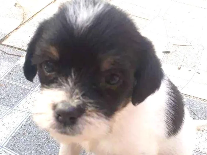 Cachorro ra a Mestiça idade Abaixo de 2 meses nome Não há nome's