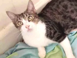 Gato raça srd idade 7 a 11 meses nome rosita