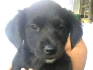 Cachorro raça  idade 2 a 6 meses nome Filhotes Beti 