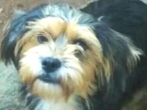 Cachorro raça  idade 1 ano nome Boby 