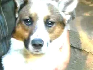 Cachorro raça  idade 1 ano nome Jonas 