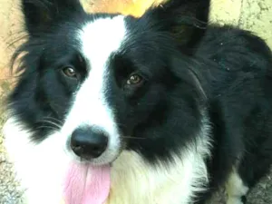 Cachorro raça Border Collie idade 3 anos nome Harry 