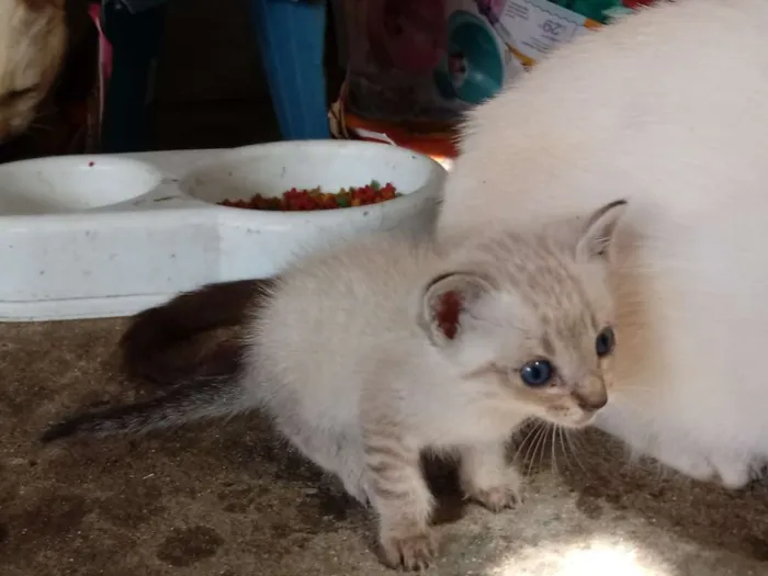 Gato raça Srd idade Abaixo de 2 meses nome Sem nome