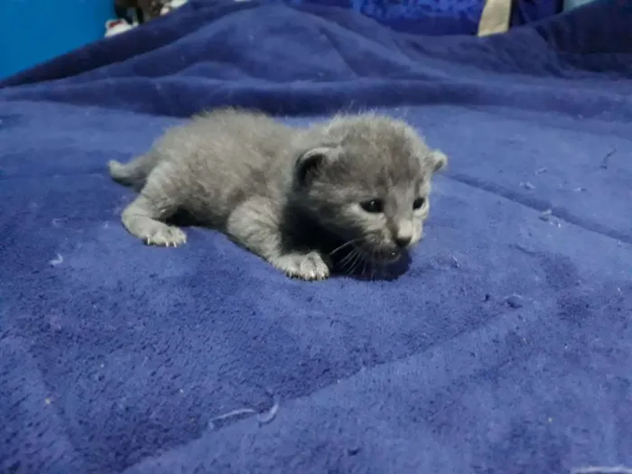 Gato ra a Vira-lata idade Abaixo de 2 meses nome Sem nome 