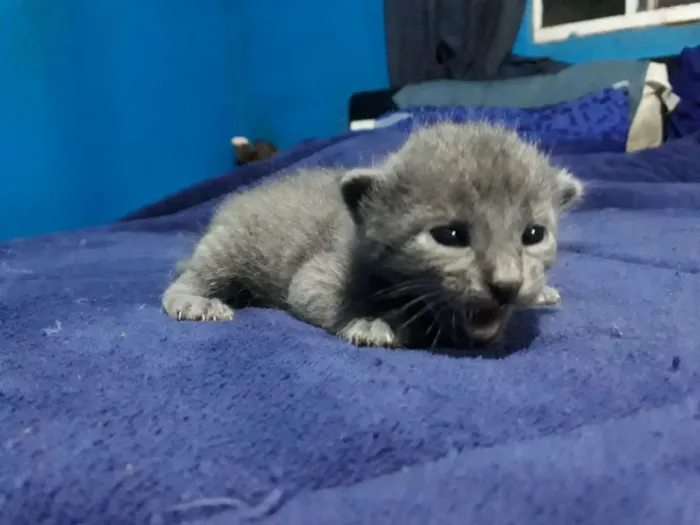 Gato ra a Vira-lata idade Abaixo de 2 meses nome Sem nome 