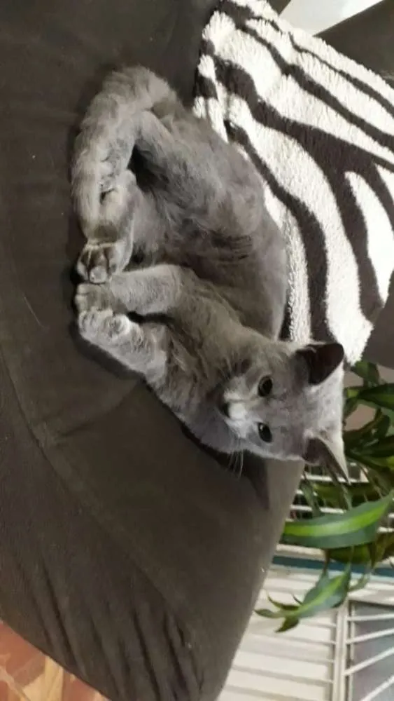 Gato ra a Vira-lata idade 2 a 6 meses nome Sem nome 