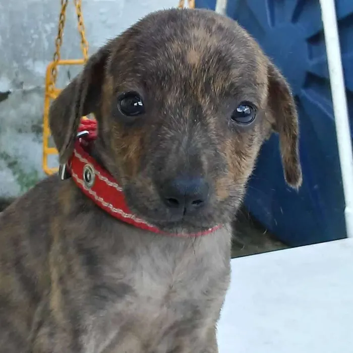 Cachorro ra a Nao definida idade 2 a 6 meses nome Luma