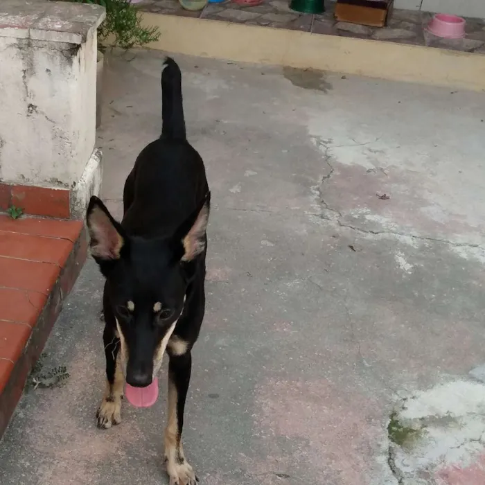 Cachorro ra a SRD idade 1 ano nome Leo