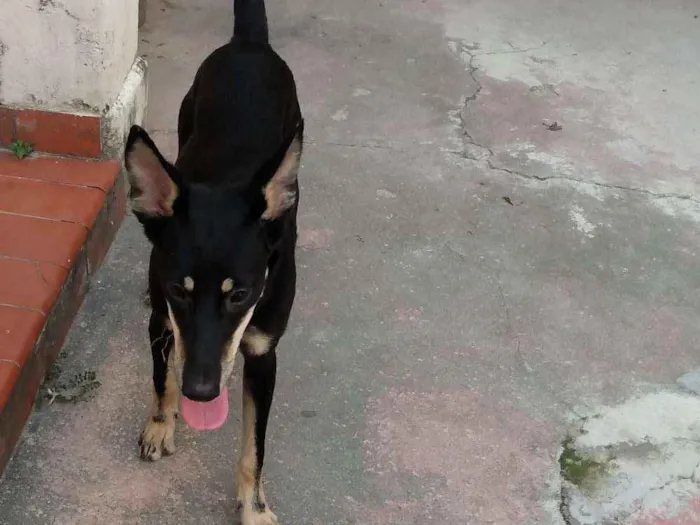Cachorro ra a SRD idade 1 ano nome Leo