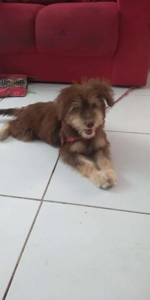 Cachorro ra a Nao definida idade 2 a 6 meses nome Nao 