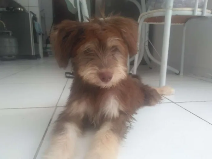 Cachorro ra a Nao definida idade 2 a 6 meses nome Nao 