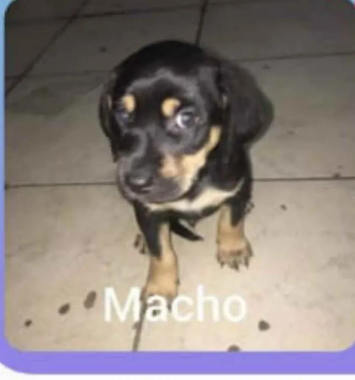 Cachorro raça Sem raça definida  idade 2 a 6 meses nome Timmo