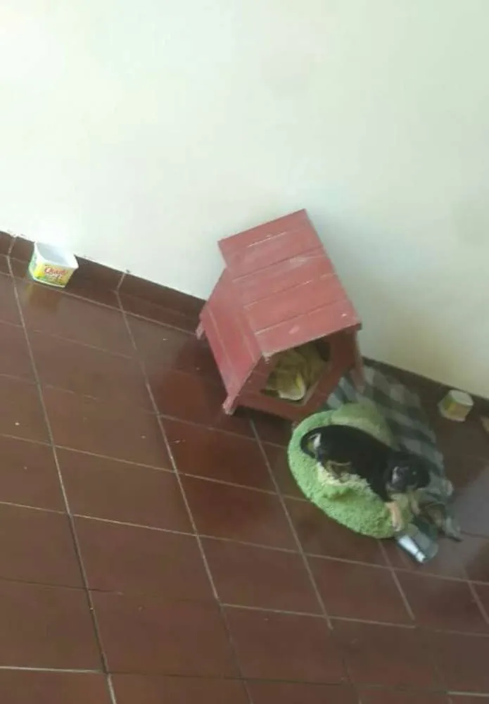 Cachorro raça Sem raça definida  idade 2 a 6 meses nome Timmo