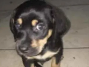 Cachorro raça Sem raça definida  idade 2 a 6 meses nome Timmo