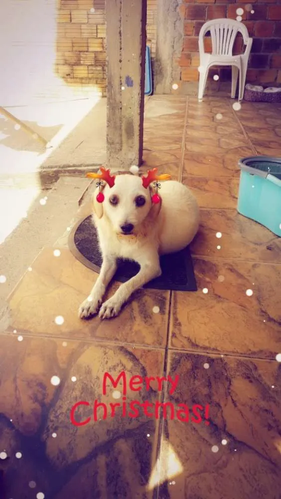 Cachorro ra a Sem raça definida  idade 4 anos nome Nina